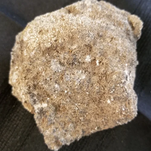 Random Piece of Dinosaur Bone