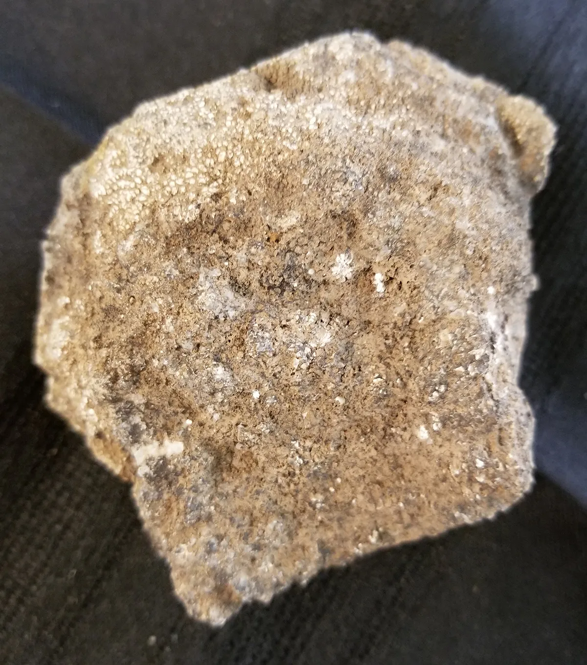 Random Piece of Dinosaur Bone