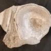 Fossilized Dinosaur Vertebrae