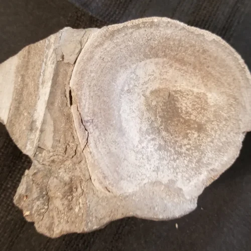 Fossilized Dinosaur Vertebrae