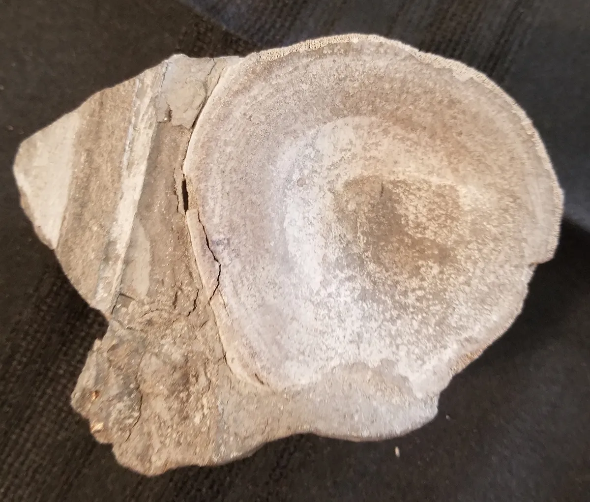 Fossilized Dinosaur Vertebrae