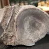 Fossilized Dinosaur Vertebrae