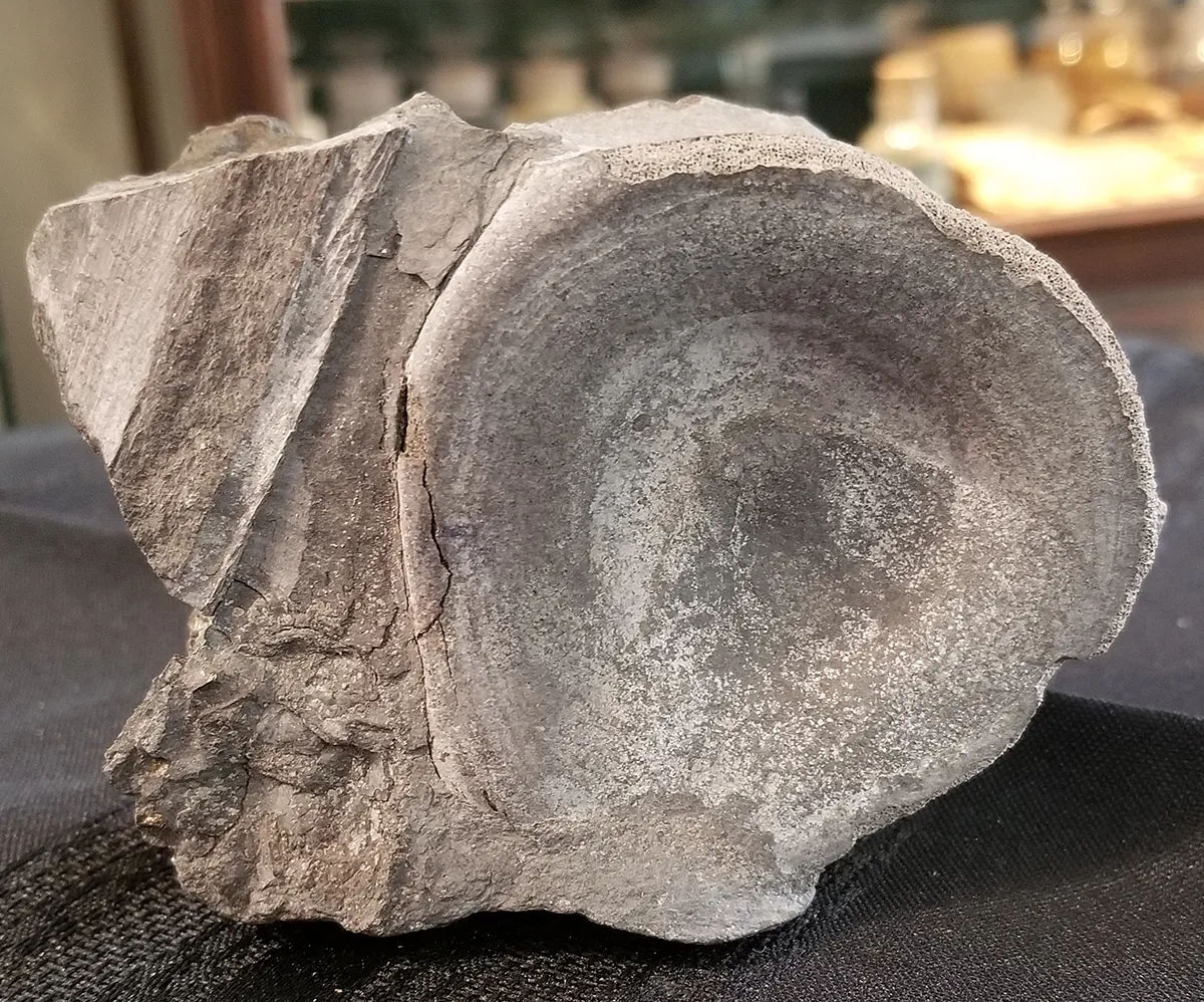 Fossilized Dinosaur Vertebrae