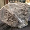 Fossilized Dinosaur Vertebrae