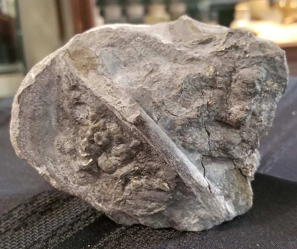 Fossilized Dinosaur Vertebrae