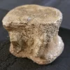 Fossilized Dinosaur Vertebrae