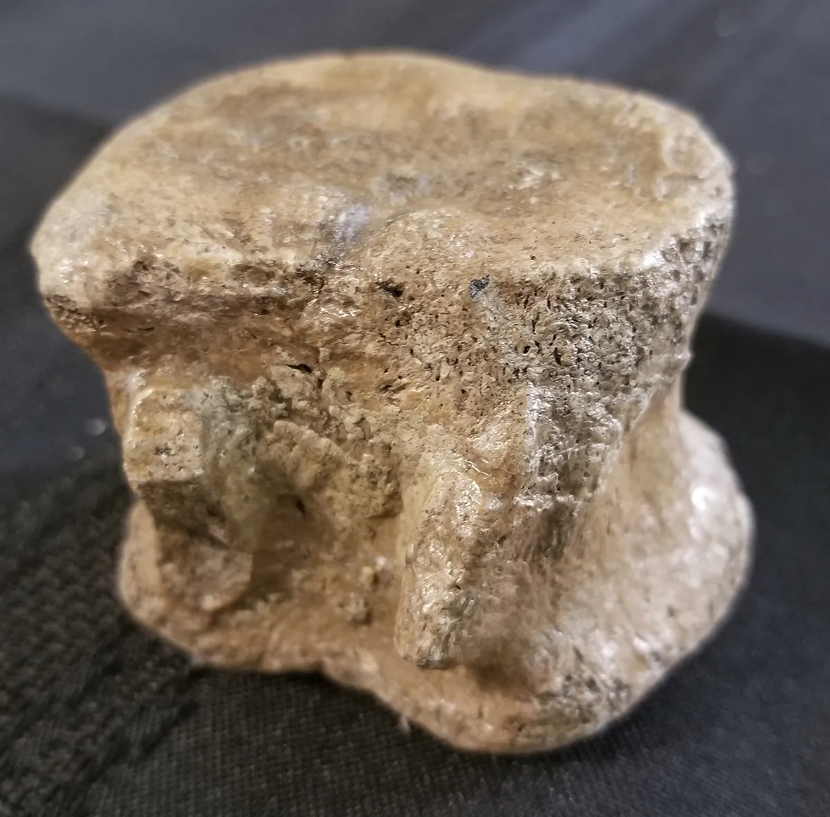Fossilized Dinosaur Vertebrae