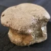 Fossilized Dinosaur Vertebrae