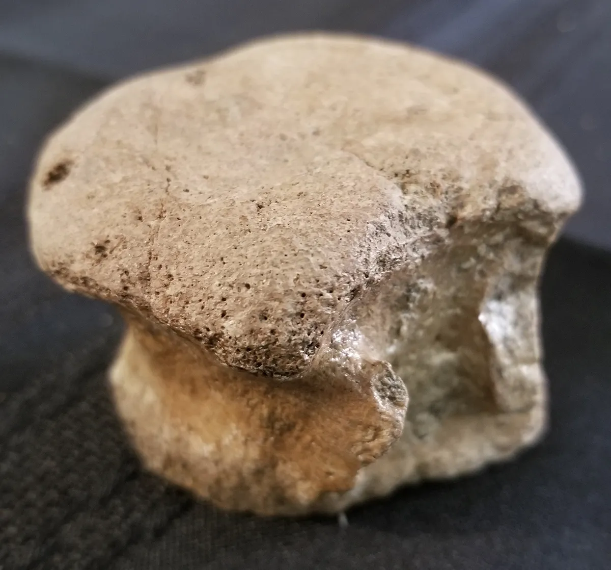 Fossilized Dinosaur Vertebrae