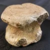 Fossilized Dinosaur Vertebrae