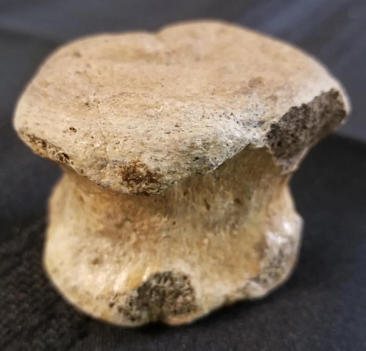 Fossilized Dinosaur Vertebrae