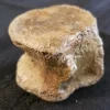 Fossilized Dinosaur Vertebrae