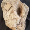 Fossilized Duck-Billed Dinosaur Knee