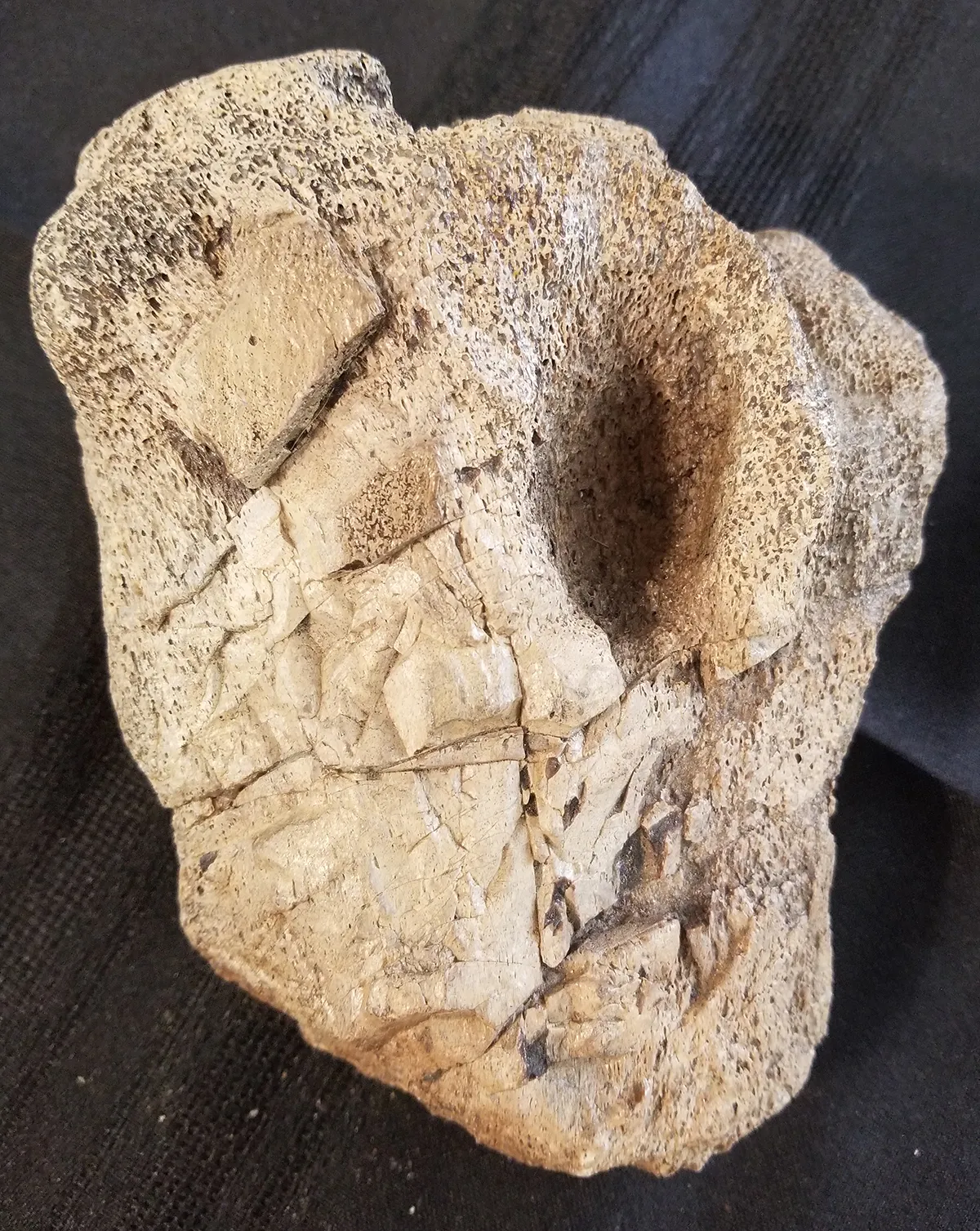 Fossilized Duck-Billed Dinosaur Knee