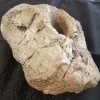 Fossilized Duck-Billed Dinosaur Knee