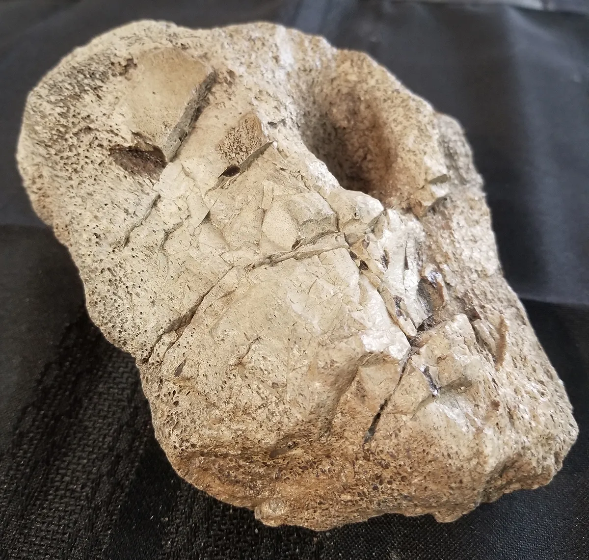 Fossilized Duck-Billed Dinosaur Knee