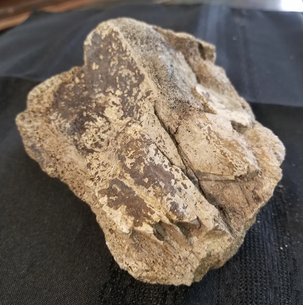 Fossilized Duck-Billed Dinosaur Knee