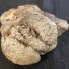 Fossilized Duck-Billed Dinosaur Knee