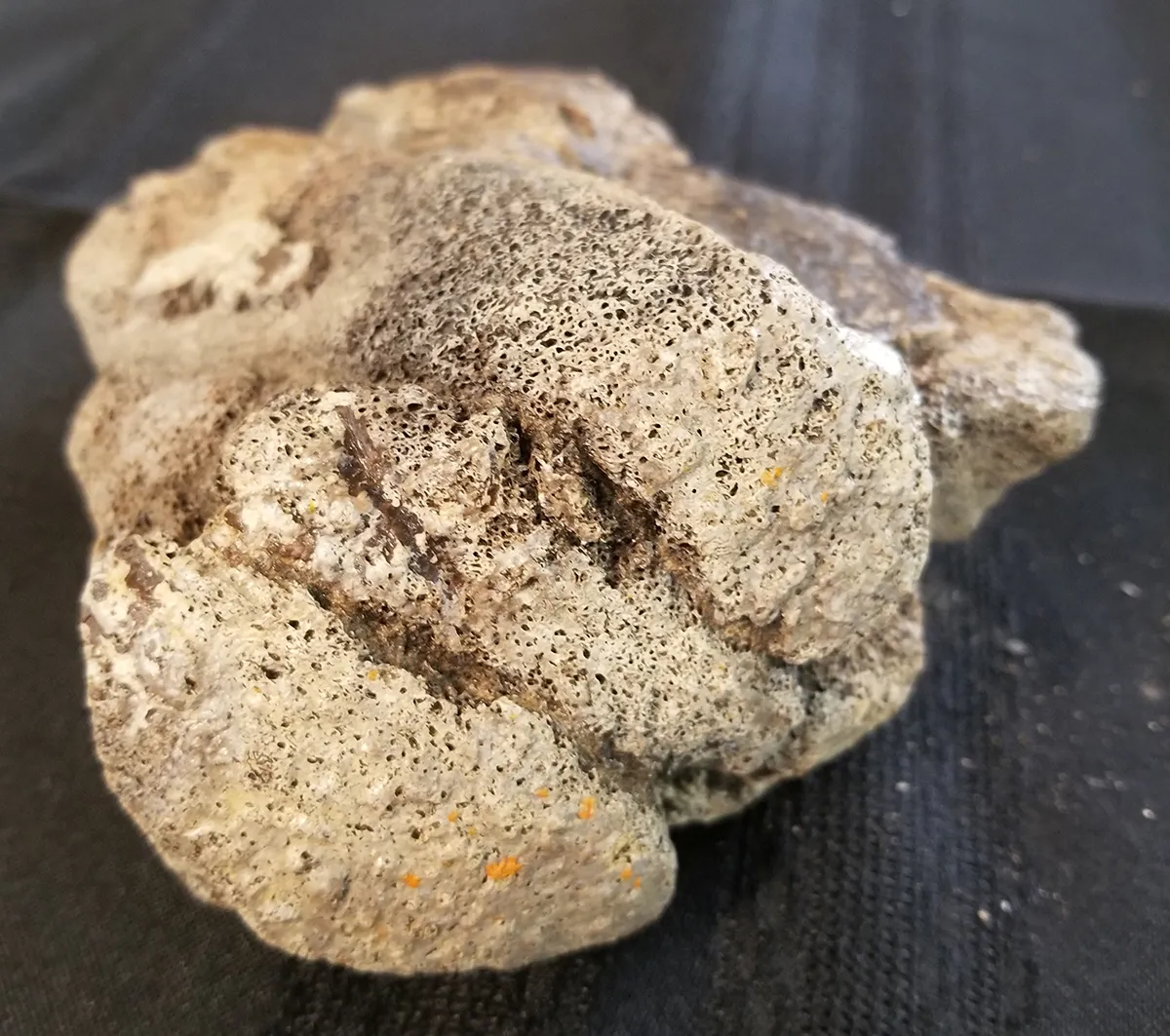 Fossilized Duck-Billed Dinosaur Knee