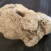 Fossilized Duck-Billed Dinosaur Knee