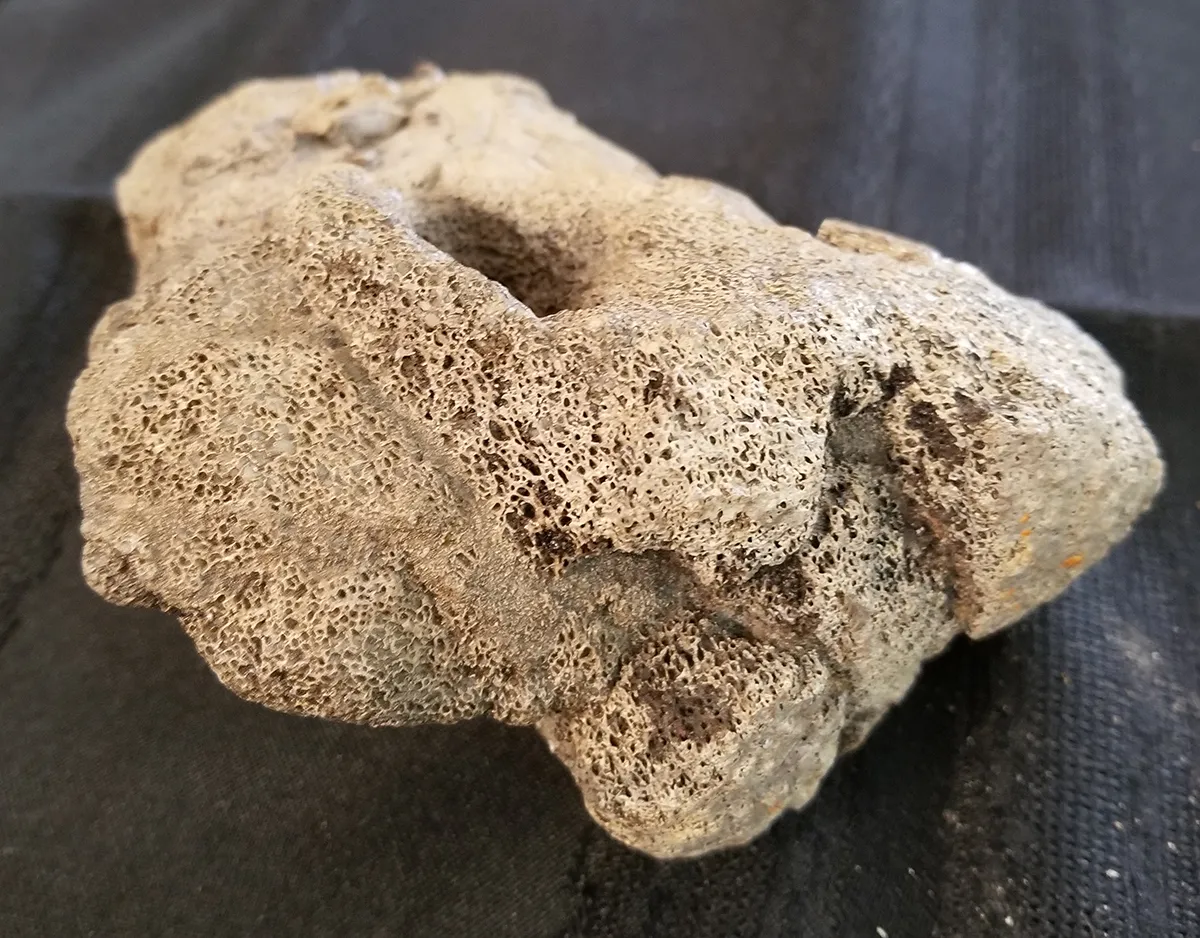 Fossilized Duck-Billed Dinosaur Knee