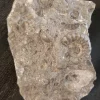South Dakota Ammonite Fossil Matrix