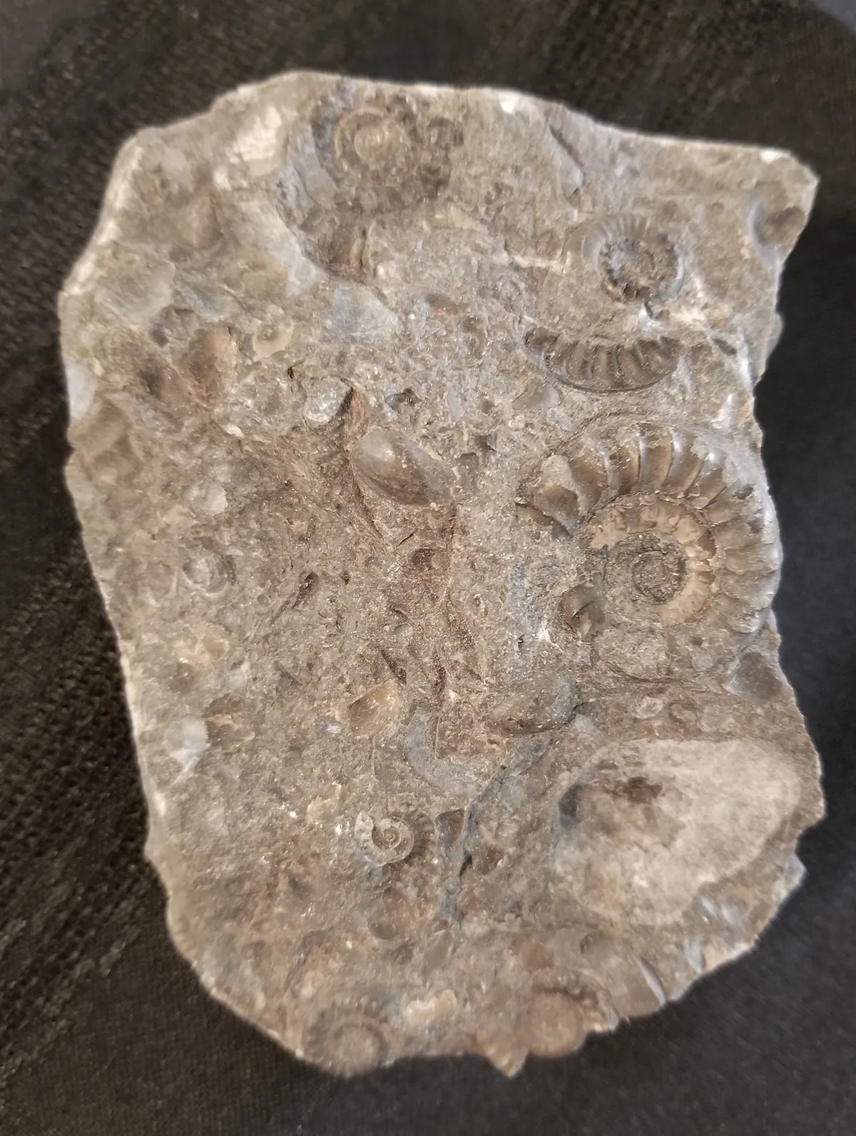 South Dakota Ammonite Fossil Matrix