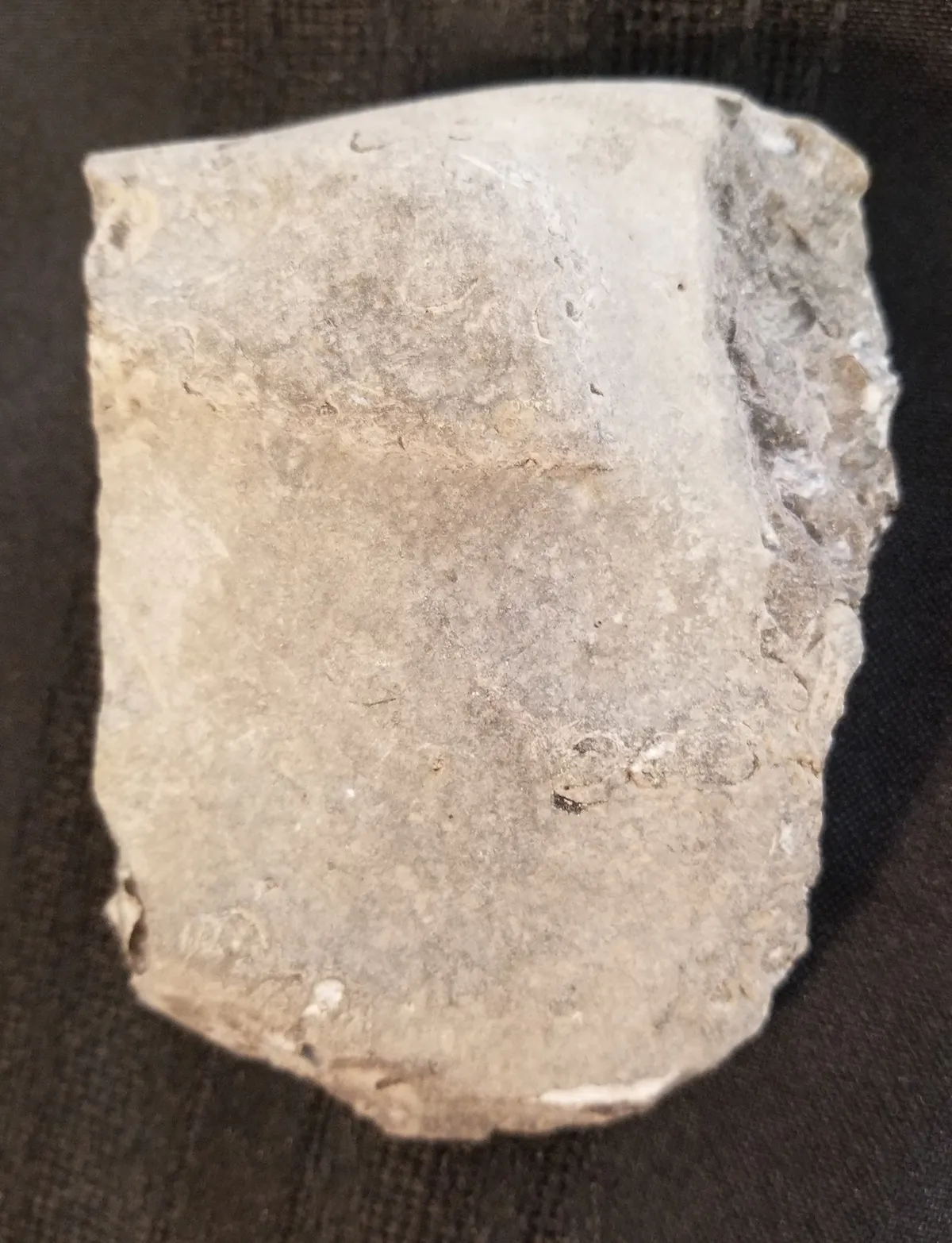 South Dakota Ammonite Fossil Matrix