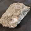 South Dakota Ammonite Fossil Matrix
