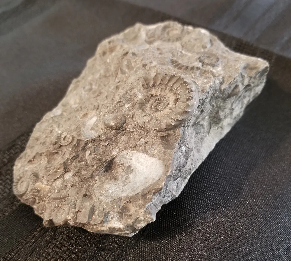 South Dakota Ammonite Fossil Matrix