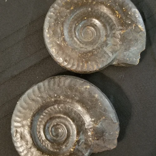 Museum Quality Resin Ammonite Models