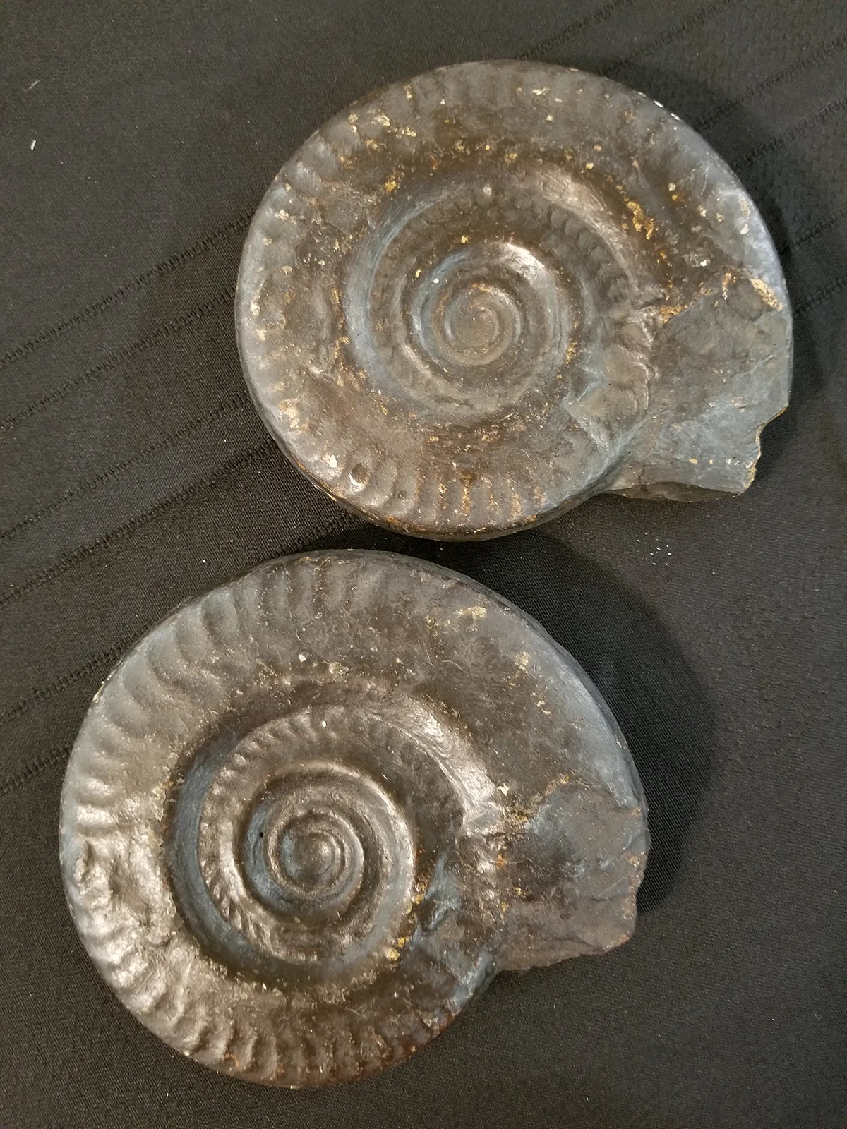 NH214-A-1 Museum Quality Resin Ammonite Models