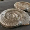 NH214-B-1 Museum Quality Resin Ammonite Models
