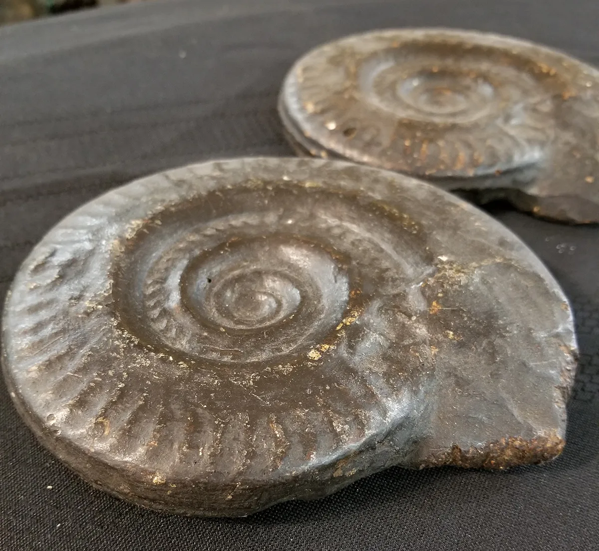 NH214-B-1 Museum Quality Resin Ammonite Models