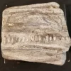 Spectacular Fossilized Ichthyosaurs Dinosaur Jaw Segment
