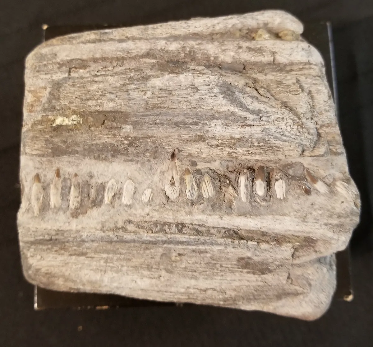Spectacular Fossilized Ichthyosaurs Dinosaur Jaw Segment