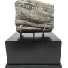 Spectacular Fossilized Ichthyosaurs Dinosaur Jaw Segment