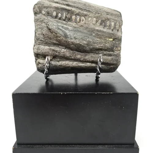 Spectacular Fossilized Ichthyosaurs Dinosaur Jaw Segment