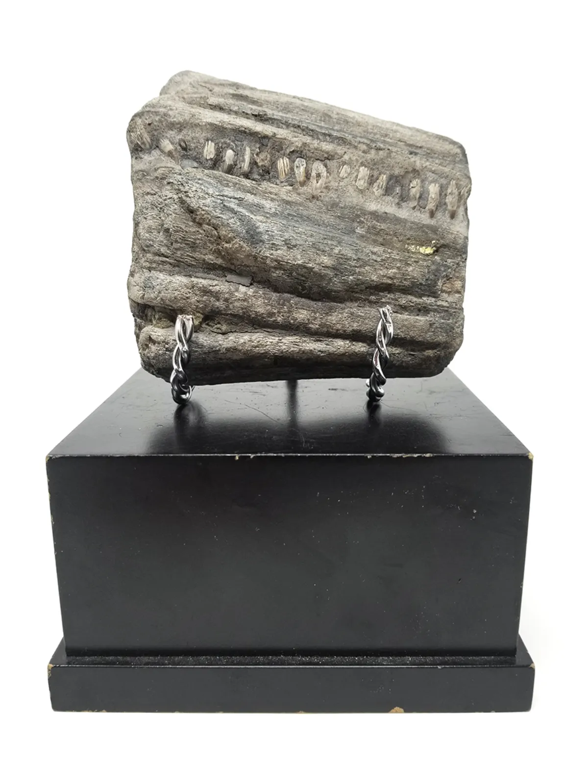 Spectacular Fossilized Ichthyosaurs Dinosaur Jaw Segment