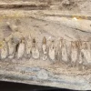Spectacular Fossilized Ichthyosaurs Dinosaur Jaw Segment