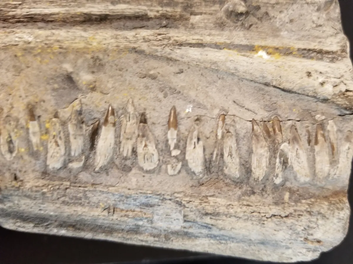 Spectacular Fossilized Ichthyosaurs Dinosaur Jaw Segment
