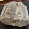 Spectacular Fossilized Ichthyosaurs Dinosaur Jaw Segment