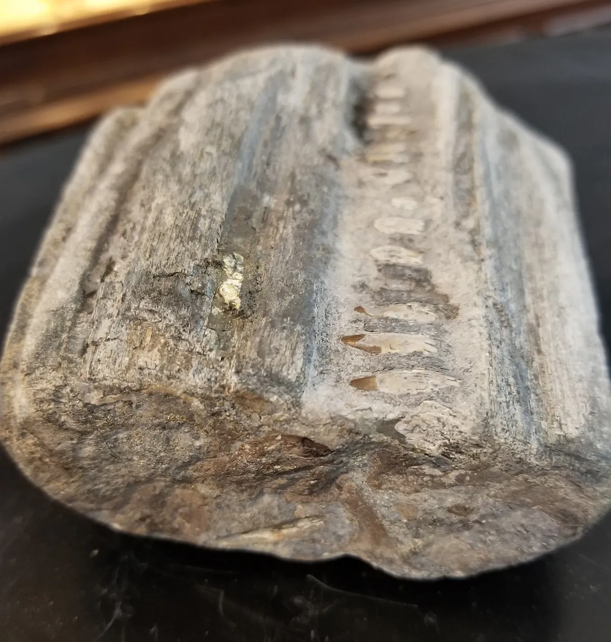 Spectacular Fossilized Ichthyosaurs Dinosaur Jaw Segment