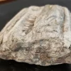 Spectacular Fossilized Ichthyosaurs Dinosaur Jaw Segment