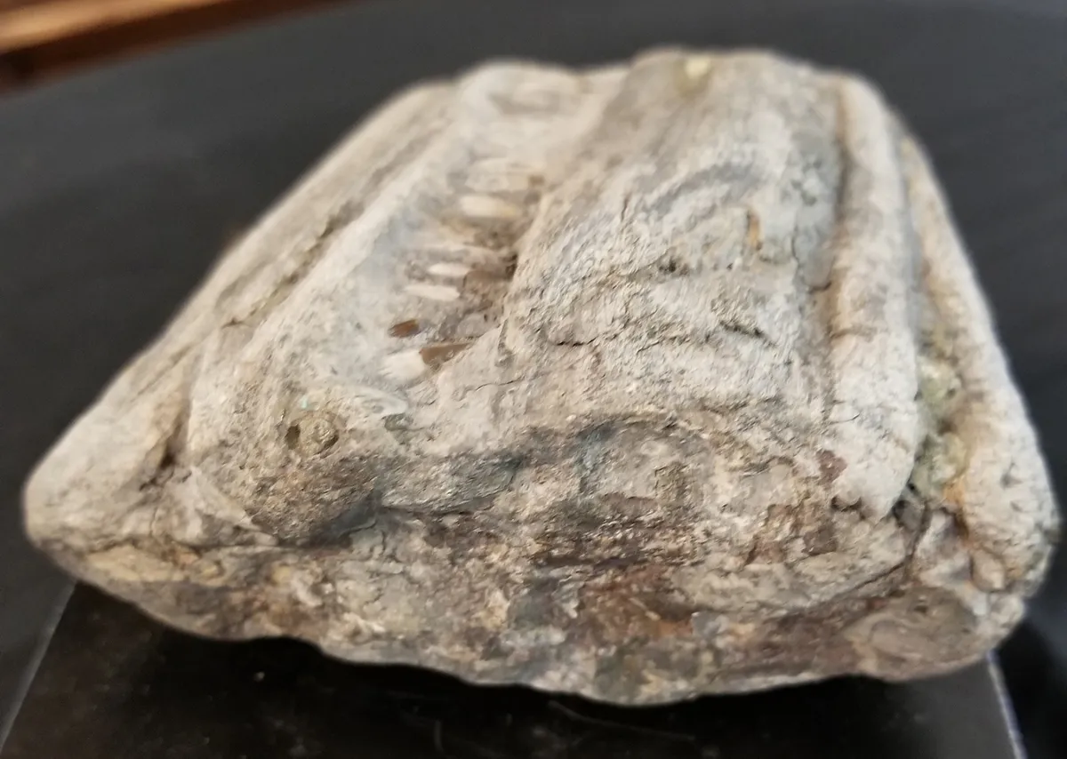 Spectacular Fossilized Ichthyosaurs Dinosaur Jaw Segment