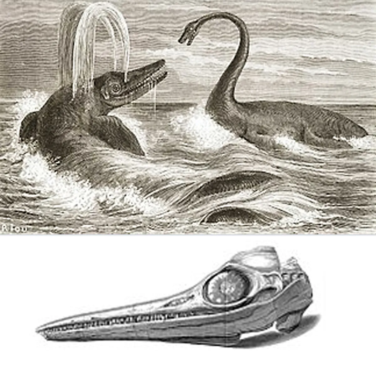 Spectacular Fossilized Ichthyosaurs Dinosaur Jaw Segment