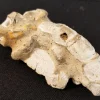 Fossilized Scorpion