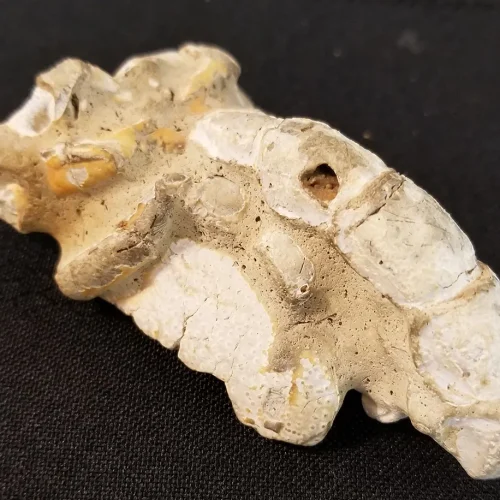 NH216-A-1 Fossilized Scorpion