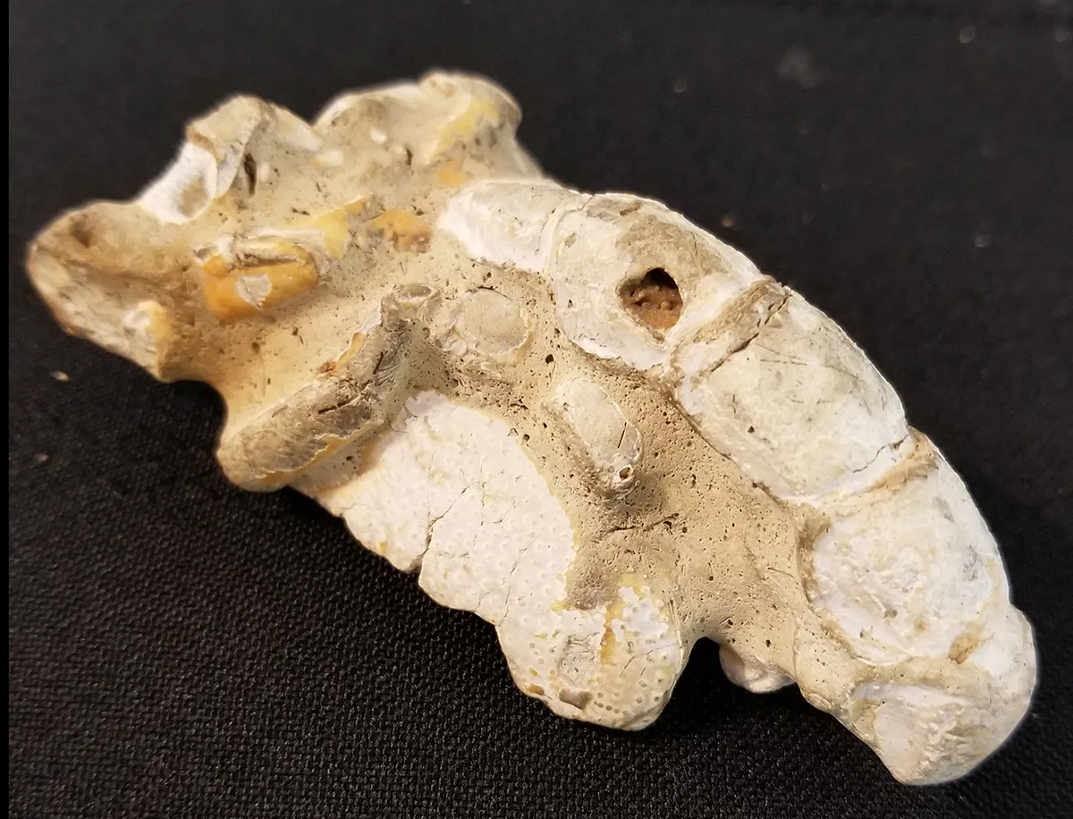 Fossilized Scorpion