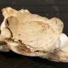 Fossilized Scorpion